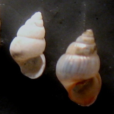 Pusillina incospiqua